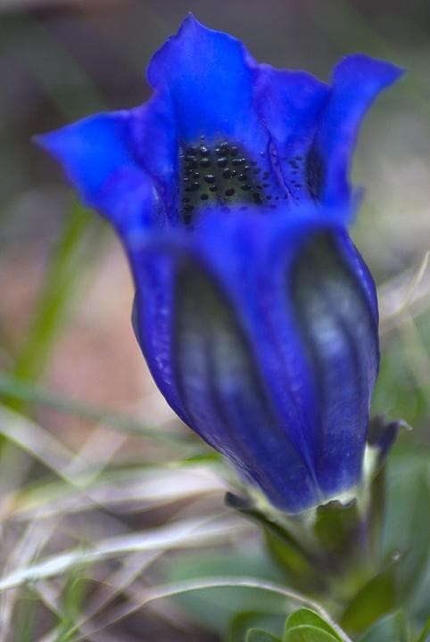 Macrofotografia